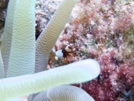 IMG 3673 Squat Anemone Shrimp